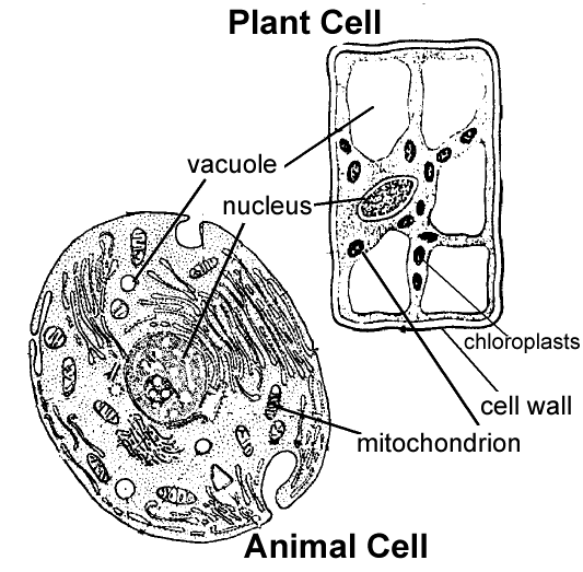 labeling-plant-and-animal-cells-worksheet-biological-science-picture-directory-pulpbits