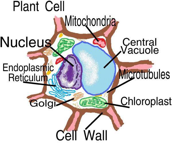 Cell , 5 Plant And Animal Cells Picture For Kids : Plant Vs Animal Cells For Kids Picture