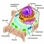 plant-vs-animal-cells-for-kids-structure , 5 Plant And Animal Cells Picture For Kids In Cell Category