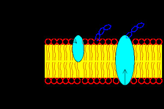Plasma Membrane , 5 Pictures Of Animal Cell Membrane In Cell Category