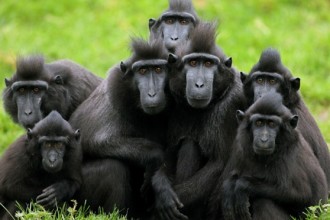 primates in tropical rainforest in 