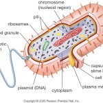 prokaryotic cell diagram , 7 Prokaryotic Cell Pictures In Cell Category