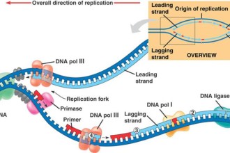 Prokaryotic Dna Replication Animation , 4 Dna Replication Animation In Cell Category