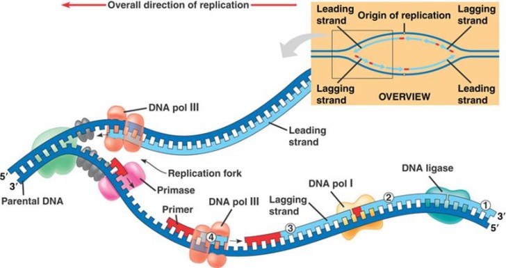 Cell , 4 Dna Replication Animation : Prokaryotic Dna Replication Animation