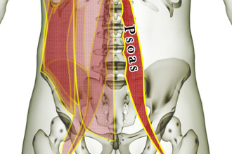 Psoas Muscle Lower Back Pain , 7 Psoas Muscle Back Pain In Muscles Category