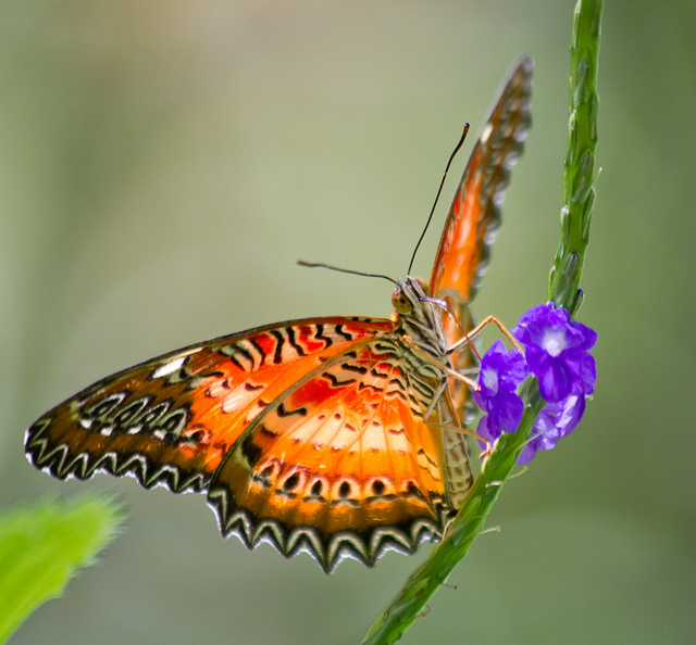 Butterfly , 6 Red Lacewing Butterfly Photos : Red Lacewing Butterfly