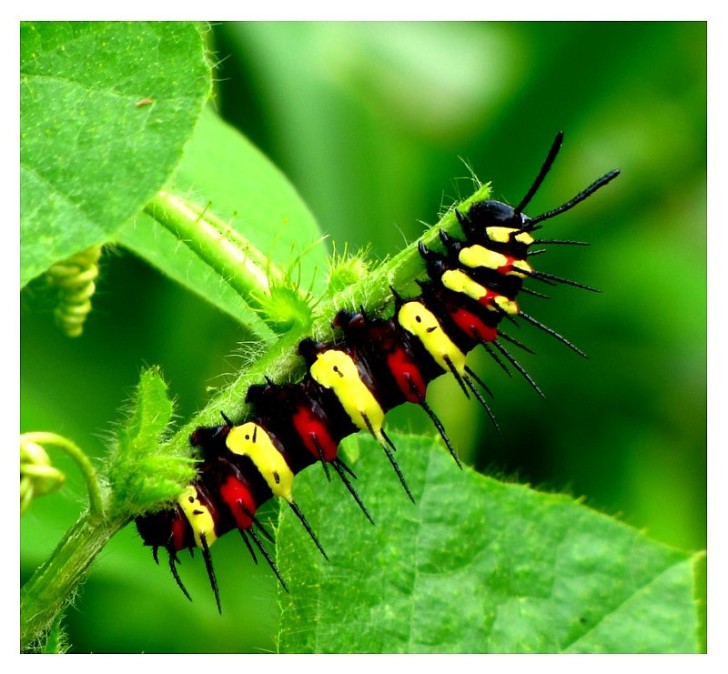Butterfly , 3 Red Lacewing Caterpillar Pictures : Red Lacewing Caterpillar