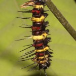 red leopard lacewing caterpillar , 3 Red Lacewing Caterpillar Pictures In Butterfly Category