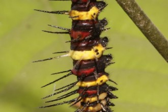 red leopard lacewing caterpillar in Spider