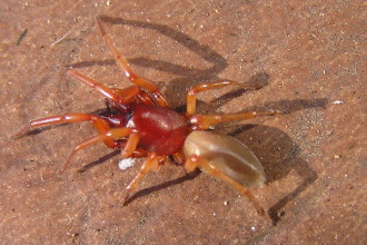 Red Spiders , 6 Pictures Of Red And Brown Spider In Spider Category