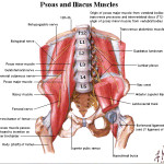 releasing the psoas muscle , 7 Psoas Muscle Back Pain In Muscles Category