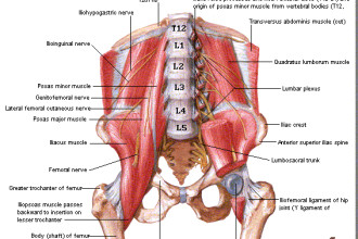 Releasing The Psoas Muscle , 7 Psoas Muscle Back Pain In Muscles Category