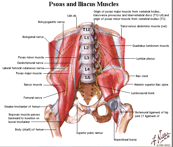 Muscles , 7 Psoas Muscle Back Pain : Releasing The Psoas Muscle