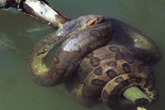 Reptilia Of The Amazon , 6 Anaconda Rainforest Animals In Reptiles Category