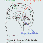 reptilian part of the brain pic 3 , 4 Reptilian Part Of The Brain Pictures In Brain Category