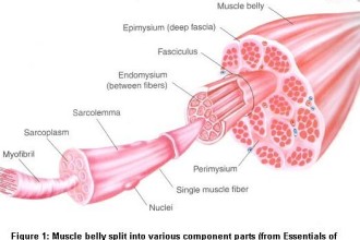 sarcoplasm in Muscles