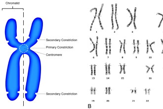 Schematic Human Chromosome , 5 Human Chromosome Structure In Cell Category