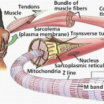 skeletal muscle tonus , 5 Skeletal Muscle Tonus In Muscles Category