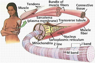 skeletal muscle tonus in pisces