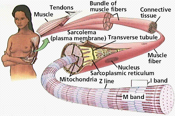 skeletal muscle tonus