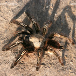 skeleton leg tarantula , 7 Tarantula Spider Images In Spider Category