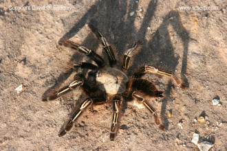 skeleton leg tarantula in Spider