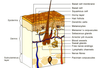Skin Structure , 7 Skin Structure Anatomy Diagrams In Cell Category