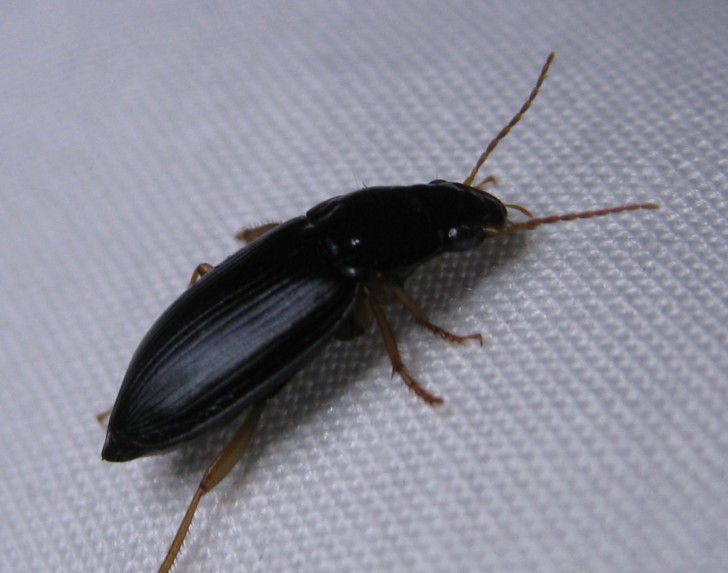 Beetles , 6 Small Black Beetle Like Bug : Small Beetles