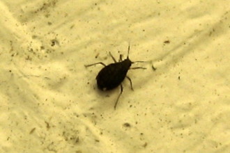 Small Black Beetle Like Bug , 6 Small Black Beetle Like Bug In Beetles Category