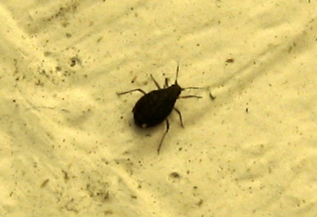 Small Black Beetle Like Bug 