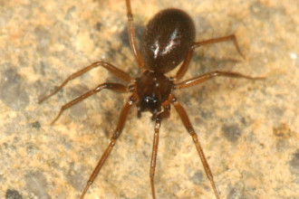 Small Brown Spider , 10 Brown House Spider In Spider Category