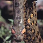 snakes rainforest animals , 6 Anaconda Rainforest Animals In Reptiles Category