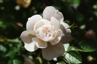 Snow Covr Modern Roses , 7 Modern Roses Names In Plants Category