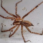 spider brown , 10 Brown House Spider In Spider Category