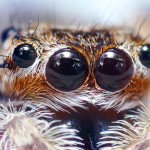 spider eyes pic 5 , 9 Spider Eyes Pistures In Spider Category