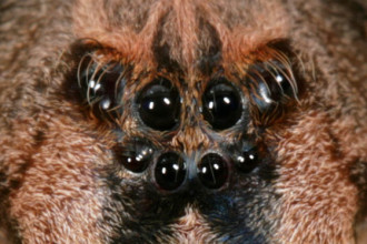 Spider Eyes Pic 7 , 9 Spider Eyes Pistures In Spider Category