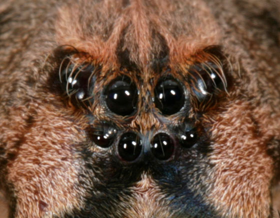 spider-eyes-pic-7.jpg