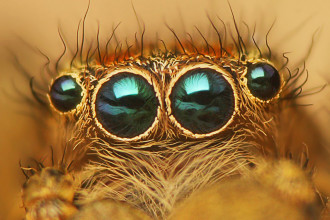 Spider Eyes Pic 8 , 9 Spider Eyes Pistures In Spider Category