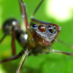 spider eyes pic 9 , 9 Spider Eyes Pistures In Spider Category