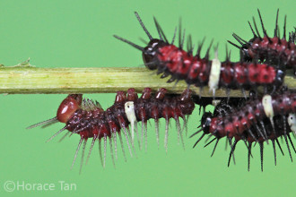 Stadia Larva Of Red Lacewing , 3 Red Lacewing Caterpillar Pictures In Butterfly Category