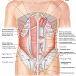 stomach muscles diagram , 4 Abdominal Muscle Anatomy Diagram In Muscles Category