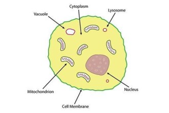 Structure Of An Animal Cell , 4 Cytoplasm In Animal Cell Pictures In Cell Category