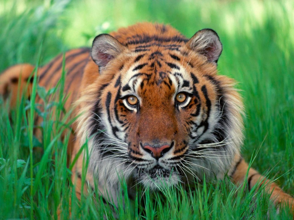 sumatera rainforest tiger