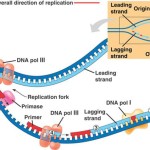 summary of dna replication , 5 Outline Of Dna Replication In Cell Category