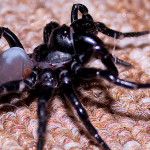 sydney funnel web spider facts , 6 Sydney Funnel web Spiders In Spider Category