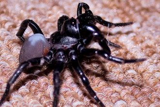 Sydney Funnel Web Spider Facts , 6 Sydney Funnel-web Spiders In Spider Category