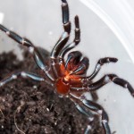 sydney funnelweb spider , 6 Sydney Funnel web Spiders In Spider Category
