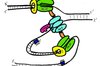 Teaching Dna Replication To Kids , 5 Teaching Dna Replication In Cell Category