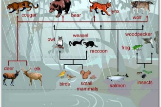 Temperate Rainforest Food Chain , 7 Diagrams Of Rainforest Animals Food Chain In Animal Category