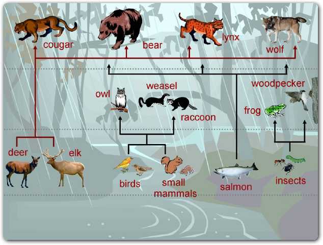 Animal , 7 Diagrams Of Rainforest Animals Food Chain : Temperate Rainforest Food Chain